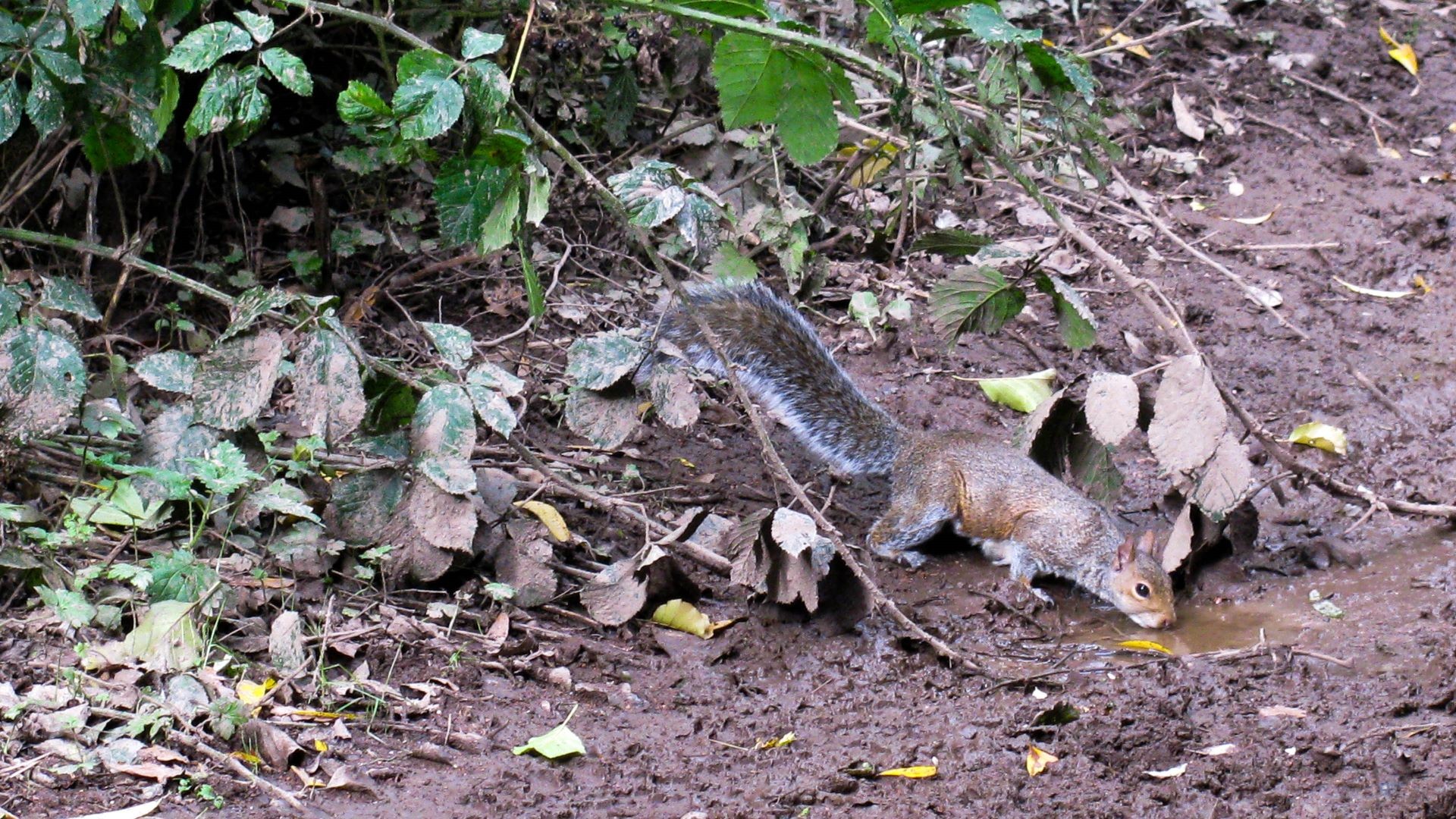 151009 142512 - SO 99420 83403 - LAPAL 05.380