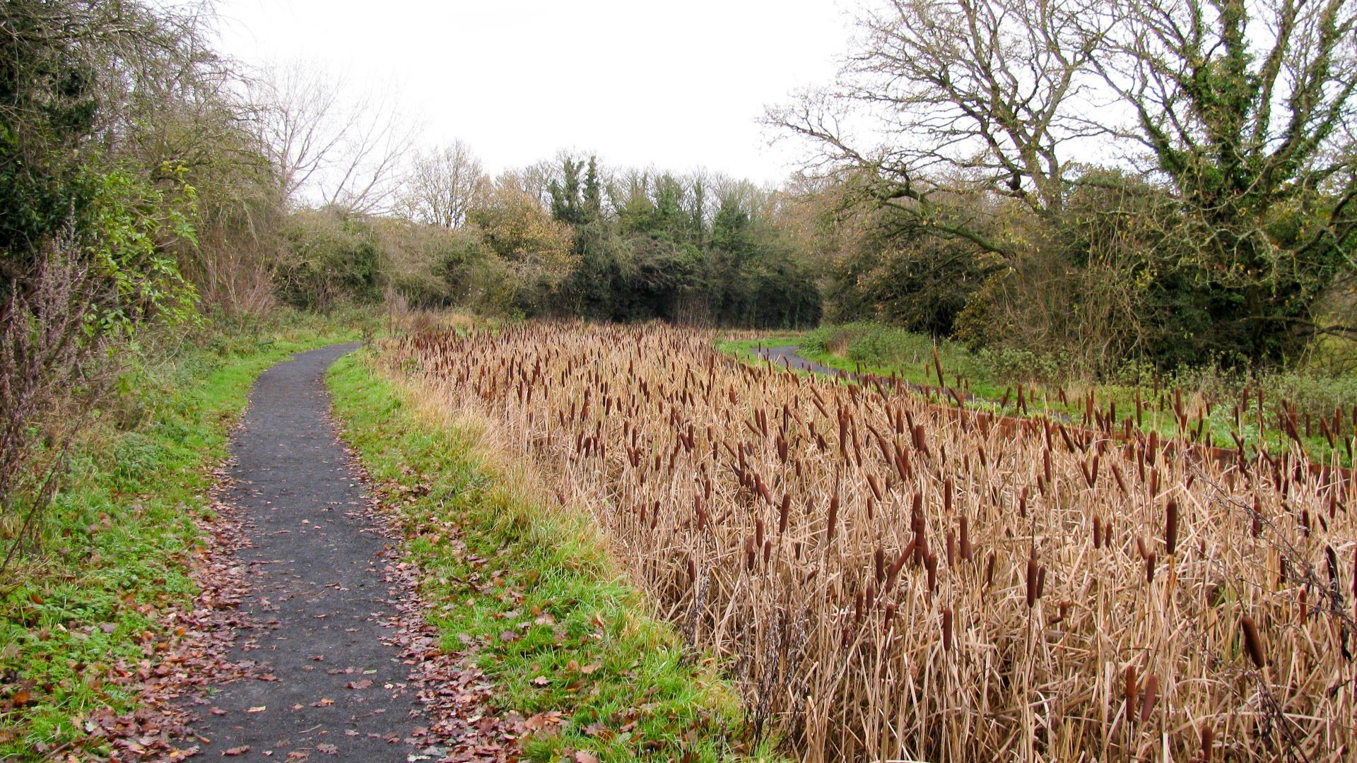 Bulrushes fill the Lapal Canal