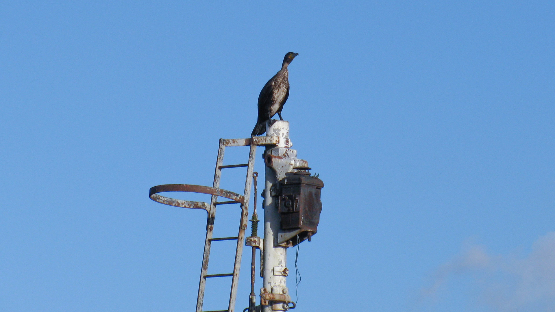 Signal post makes a handy resting place for the cormorant