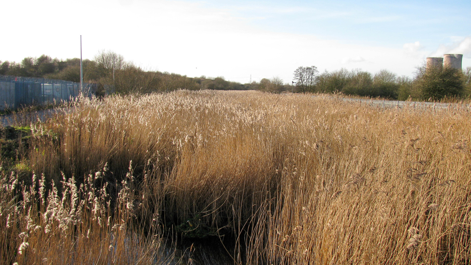 The channel to the west of Marsh House Swing Bridge is complete filled with reeds