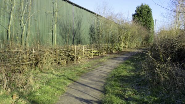 Hedge Laying